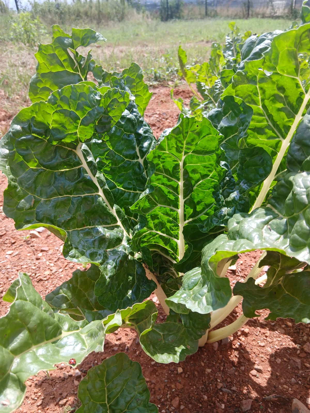Agriculture 4